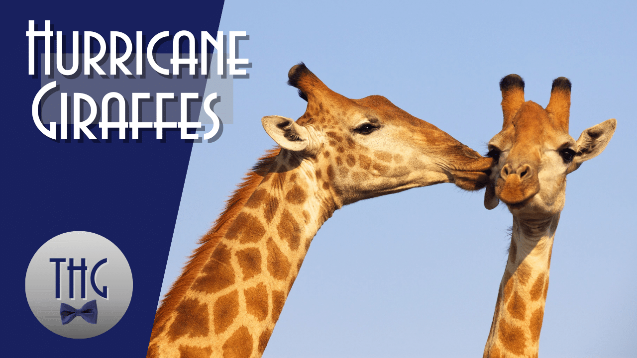 giraffes travel across america